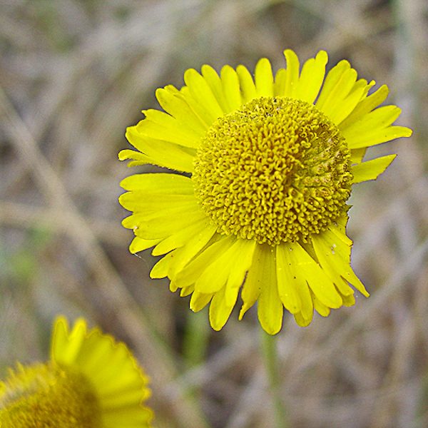 Helenium pinnatifidum 3