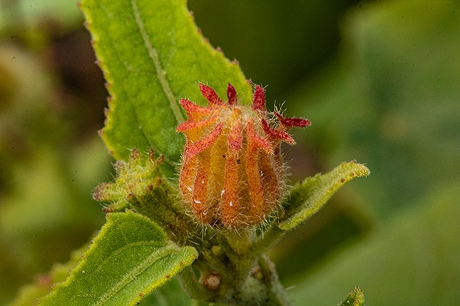 Hibiscus fork palisade 1