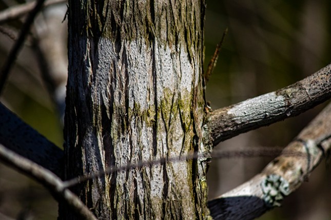 lichen bands