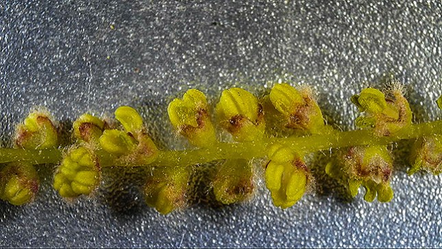 Quercus laurifolia male