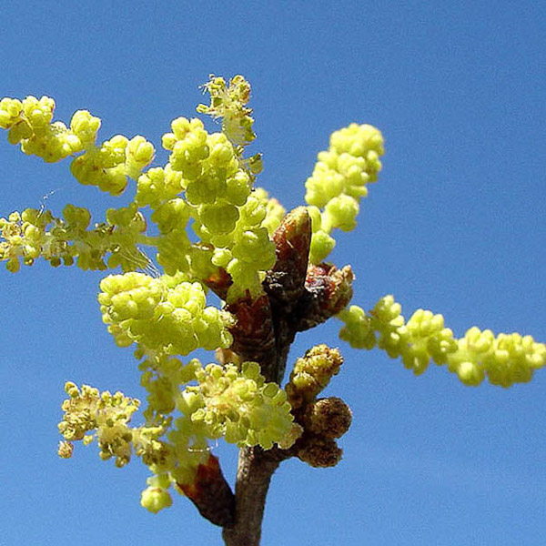 Quercus myrtifolia 5