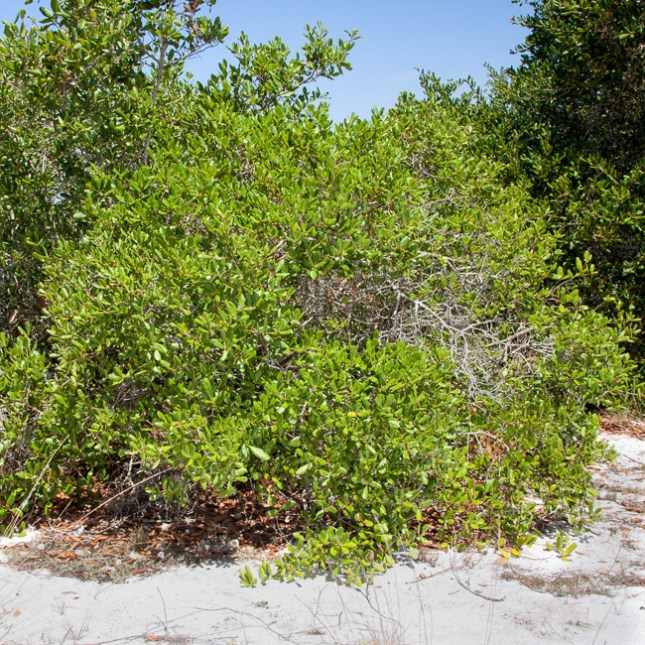 Quercus myrtifolia 7