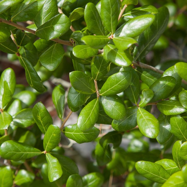 Quercus myrtifolia 8