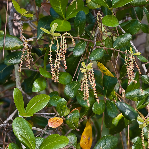 Quercus virginiana 5 (male flowers)