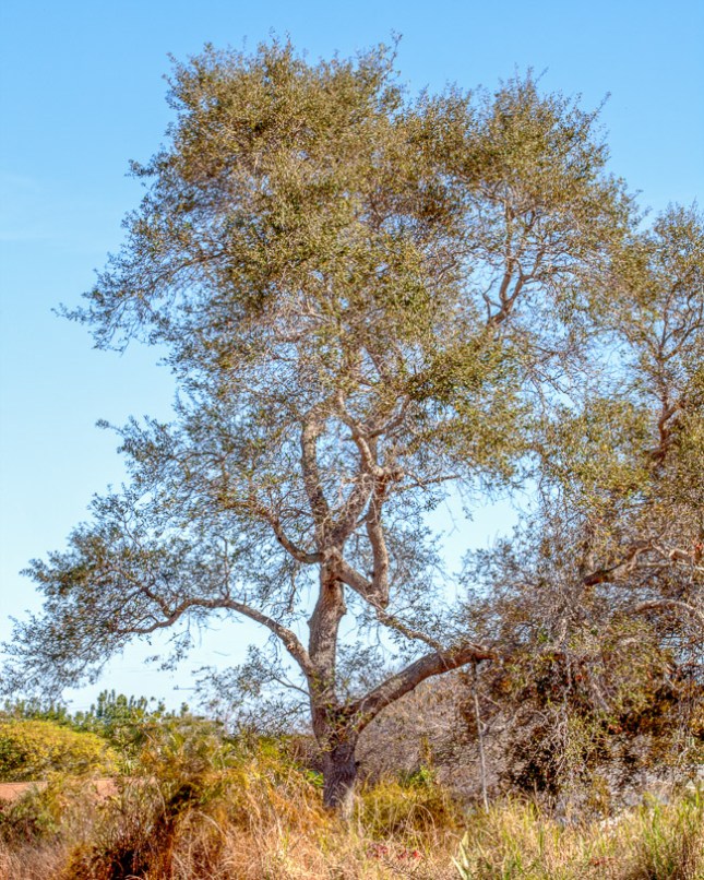 Quercus virginiana 9