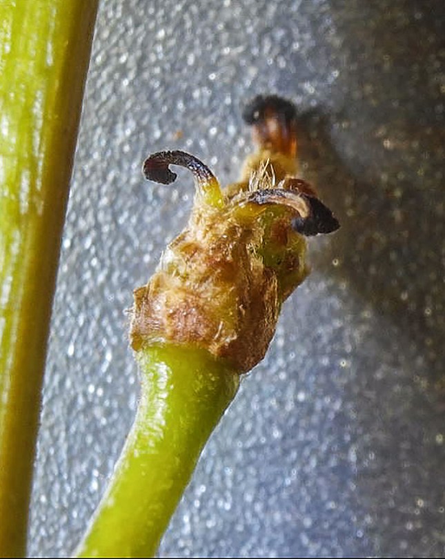 QuercuslaurifoliaFemale