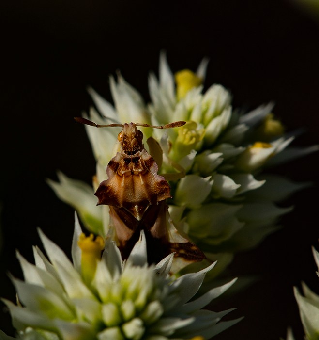 ambush bug 1