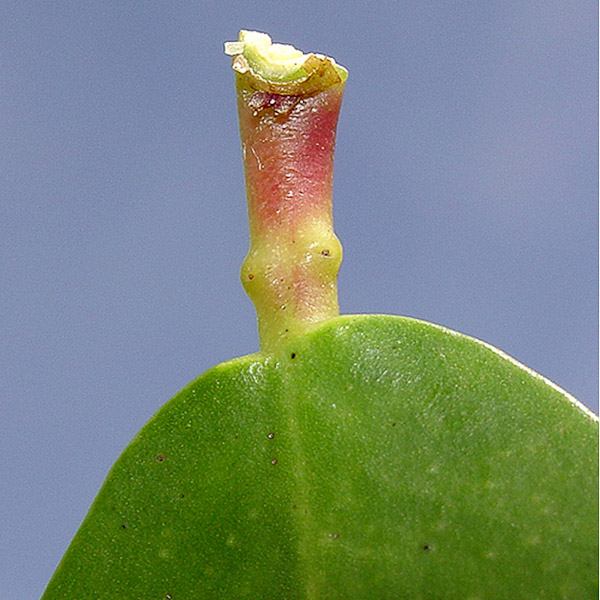 Laguncularia racemosa 3