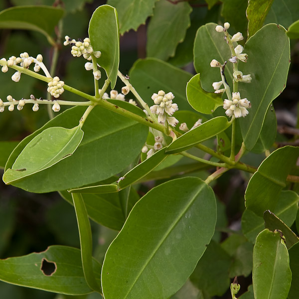 Laguncularia racemosa 4