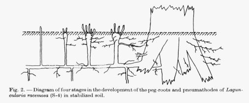 laguncularia root system