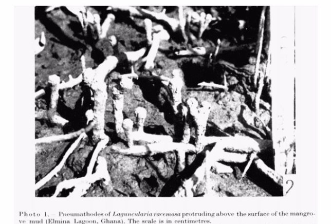 Laguncularia roots old photo 1