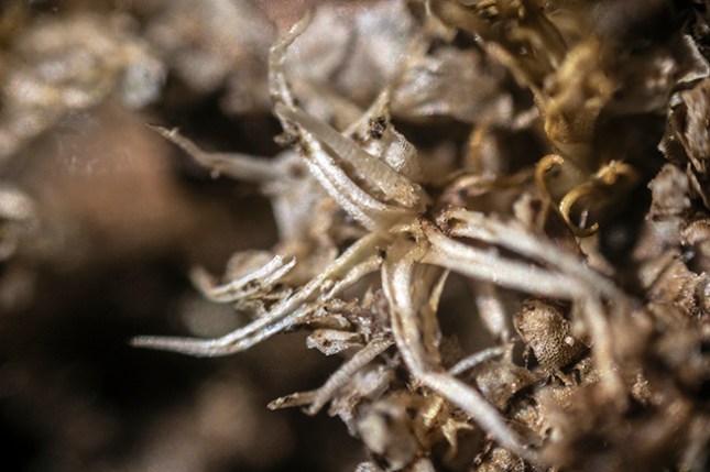 Leucobryum close.jpg