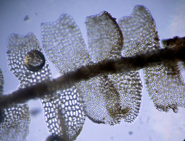 liverwort