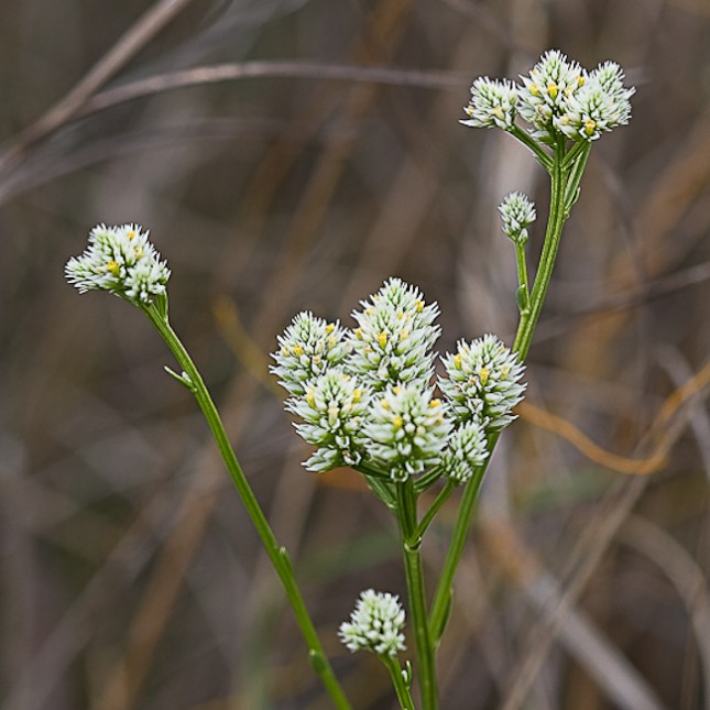 Polygala balduinii 1