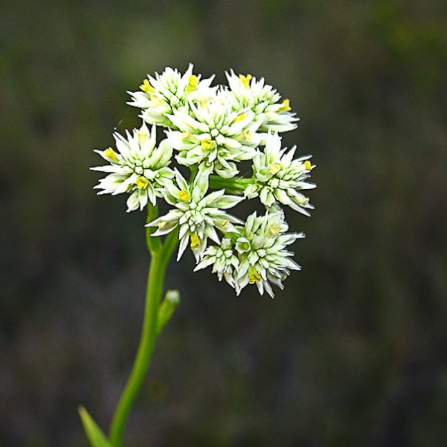Polygala balduinii 2