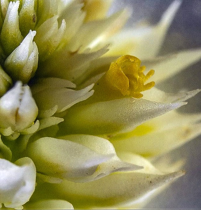 polygala close