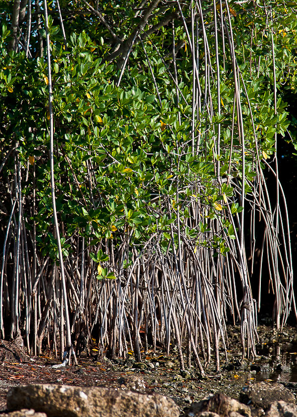 Rhizophora mangle 1