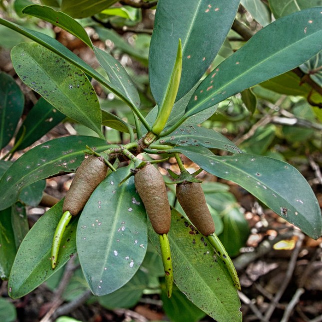Rhizophora mangle 11