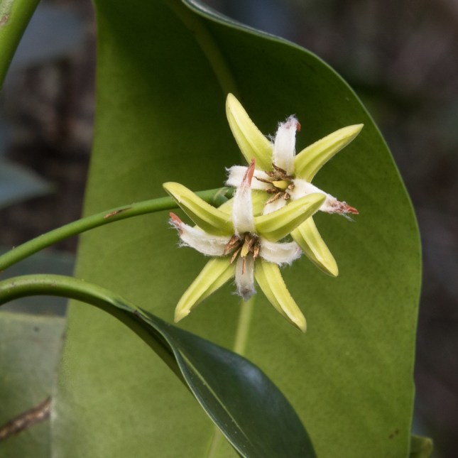 Rhizophora mangle 13