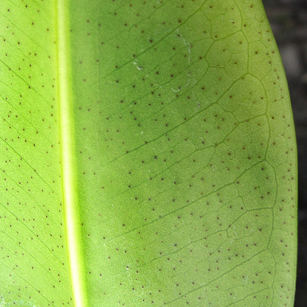 Rhizophora mangle 5