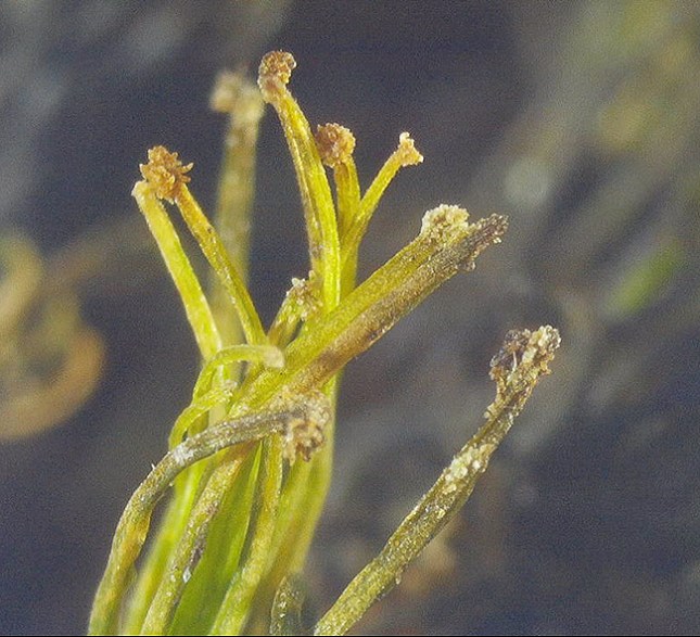 Syrrhopodon gemmae