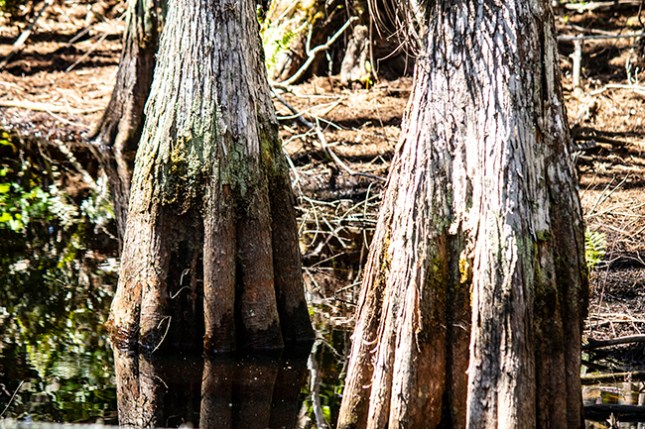 Taxodium lichen line