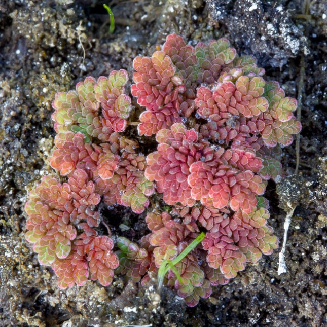 Azolla caroliniana 1