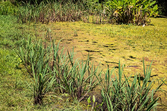 EchiniAzolla