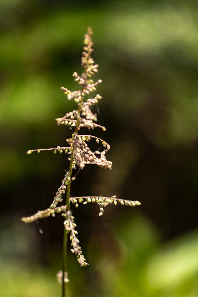 Echino flowers