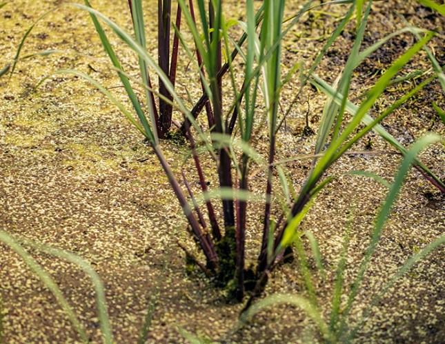 EchinoAzollaclose
