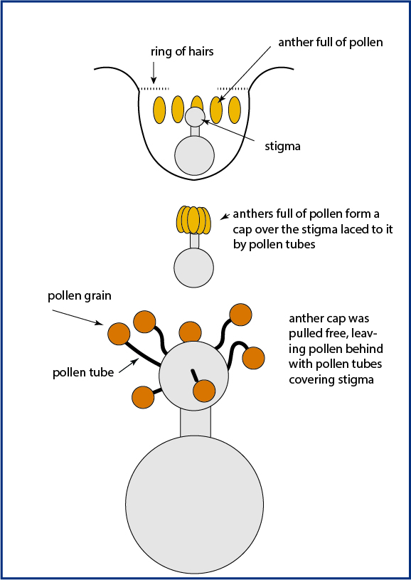 mitreola flower diagram - Copy - Copy - Copy