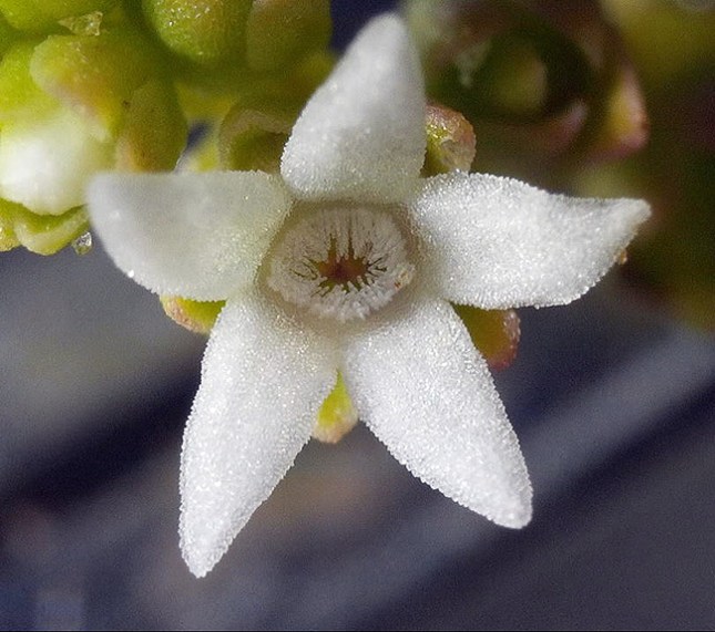 Mitreola fresh flower