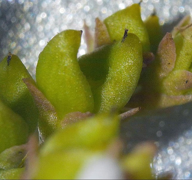 mitreola fruit - Copy