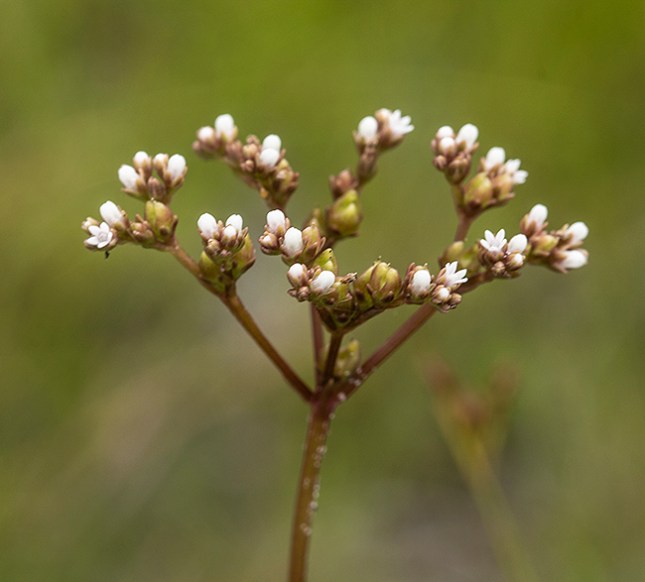 mitreola inflorescence