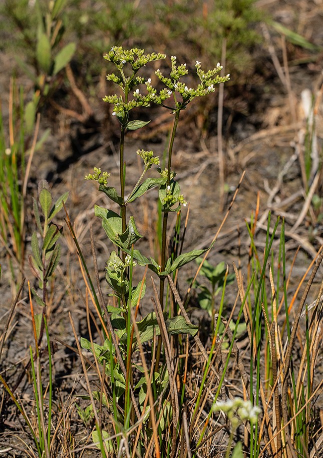 mitreola petiolata plant - Copy - Copy - Copy
