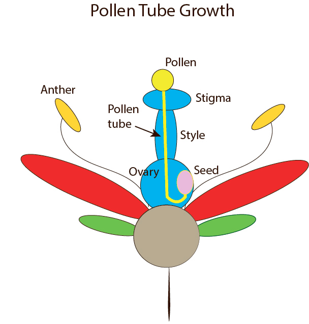 pollen tube diagram2