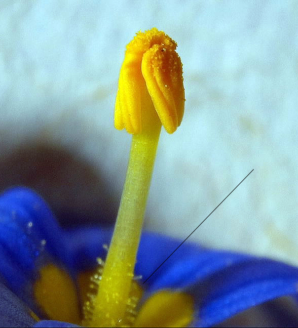 sisyrinchium hairs