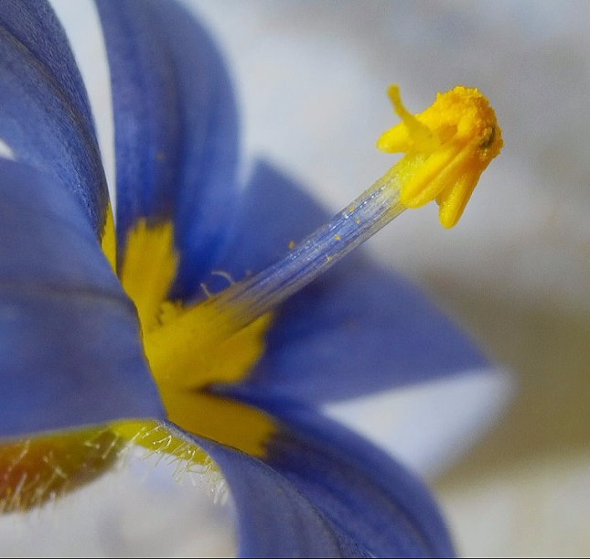 Sisyrinchium stigma bent