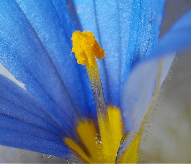Sisyrinchium stigmas hidden