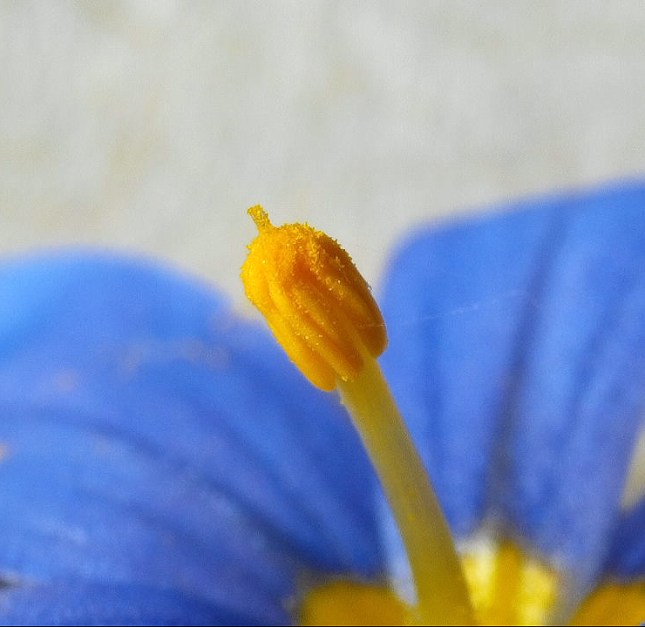 Sisyrinchium stigmas protruding