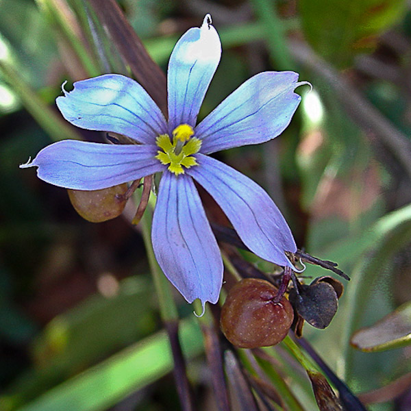 Sisyrinchium xerophyllum 2