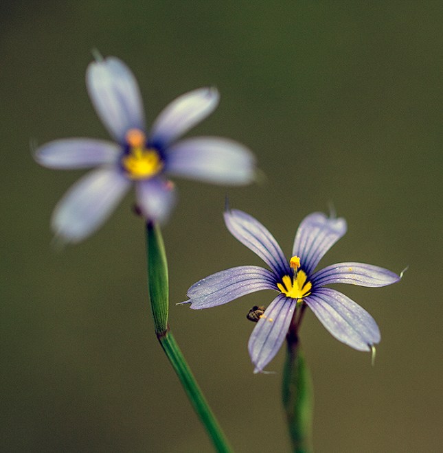 sisyrinchium
