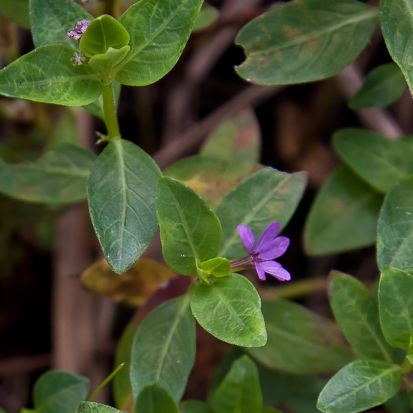 Cuphea carthagenensis 4