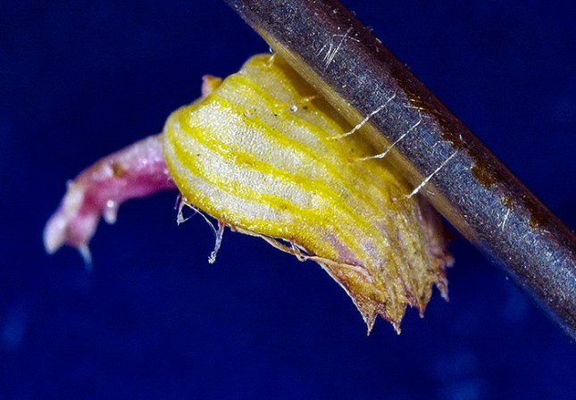 cuphea clinging
