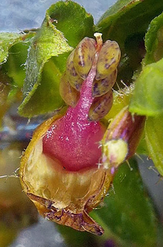 Cuphea seed presentationcropped