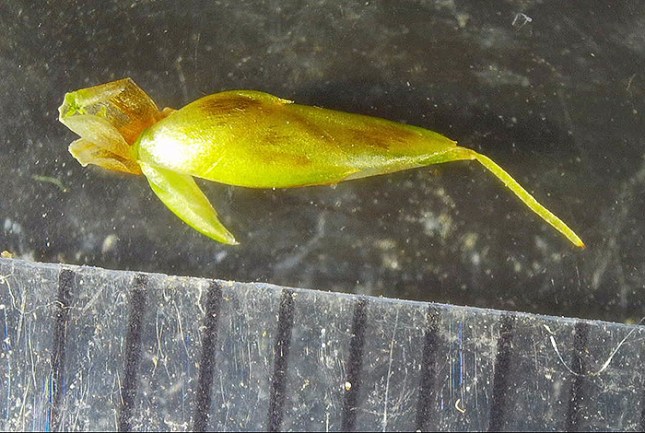immature spikelet