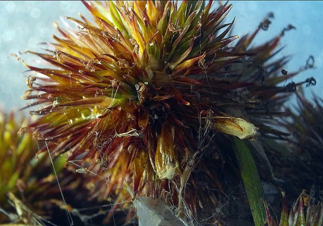 juncus megacephalus with moth larval cases