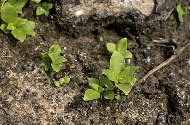 mitreola babies