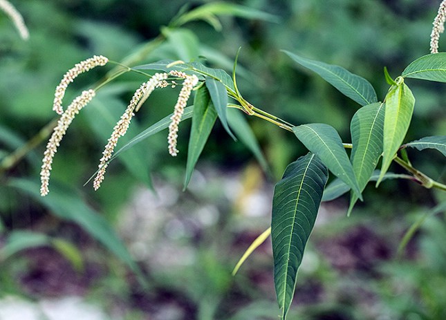 Persicaria lapathifolia nodding 1