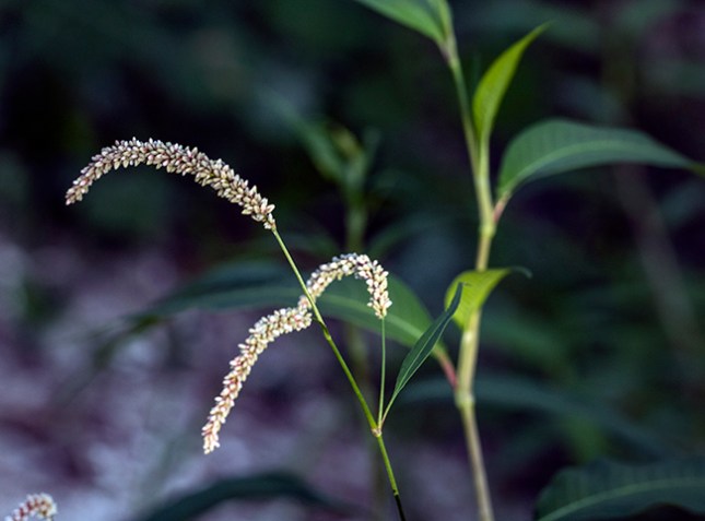 persicaria lapathifolia nodding 2 May Cypress Creek